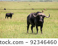 African buffaloes 92346460