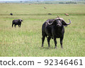 Cape buffaloes 92346461