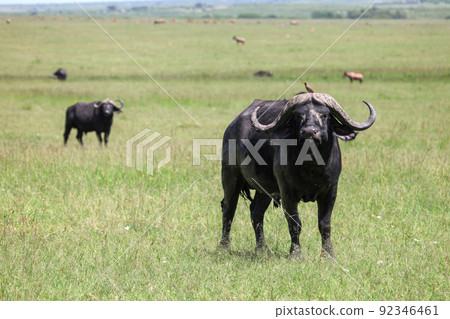 Cape buffaloes Cape buffaloes 92346461