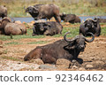 African buffaloes 92346462