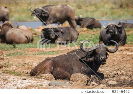 African buffaloes African buffaloes 92346462