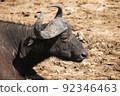 Cape buffalo 92346463