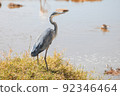Black-headed heron 92346464