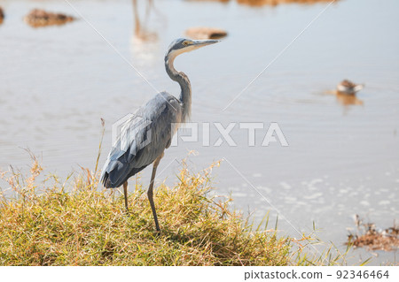 Black-headed heron 92346464