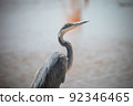 Black-headed heron 92346465
