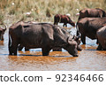 African buffaloes 92346466