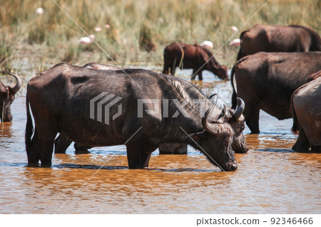 African buffaloes 92346466