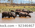 African buffaloes 92346467