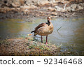 Egyptian goose 92346468