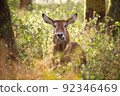 East African defassa waterbuck 92346469