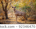 Sambar deer 92346470