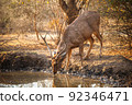 Sambar deer 92346471