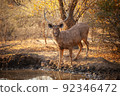 Stag sambar deer 92346472