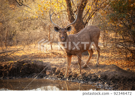 Stag sambar deer 92346472