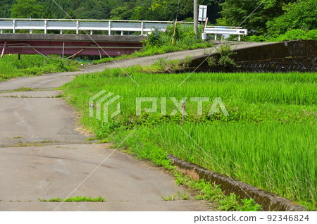 Summer road Doshi village, a country road that passes through rice fields 92346824