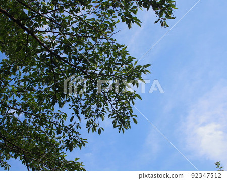 夏日櫻花和藍天 夏日櫻花和藍天 92347512