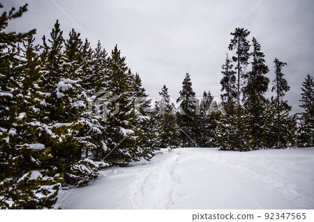 Yellowstone National Park in Winter Yellowstone National Park in Winter 92347565
