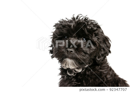 Adorable purebred dog, fluffy curly black Maltipoo looking at camera isolated over white background. Concept of animal, care, vet, active lifestyle Adorable purebred dog, fluffy curly black Maltipoo looking at camera isolated over white background. Concept of animal, care, vet, active lifestyle 92347707