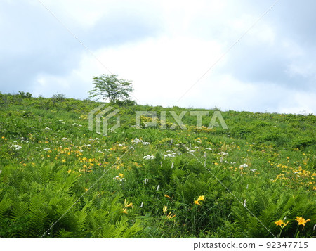 Kirigamine Plateau, Nagano Prefecture Nature Research Road in July 92347715