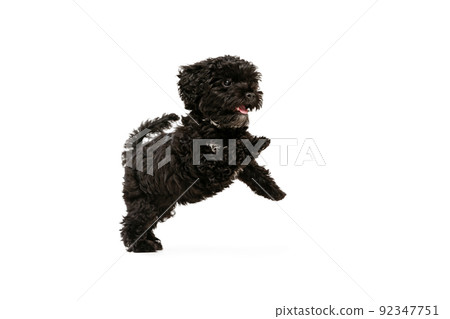 Portrait of fluffy curly black Maltipoo dog posing isolated over white background. Concept of animal, care, vet, active lifestyle Portrait of fluffy curly black Maltipoo dog posing isolated over white background. Concept of animal, care, vet, active lifestyle 92347751