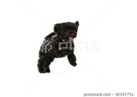 Studio shot of cute puppy of Maltipoo dog playing, running, jumping isolated over white background. Concept of animal, care, vet, active lifestyle Studio shot of cute puppy of Maltipoo dog playing, running, jumping isolated over white background. Concept of animal, care, vet, active lifestyle 92347752