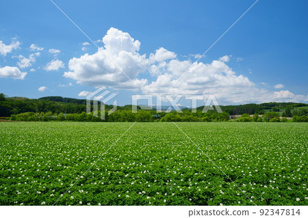 開花的馬鈴薯田和夏天的天空 92347814