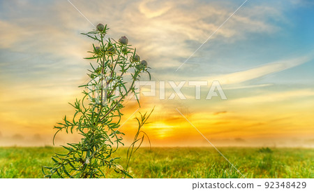 Large green thistle bush and circular spider web in a dawn field against the sky, close-up 92348429