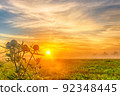 Large green thistle bush at dawn in a field against the sky, close-up 92348445