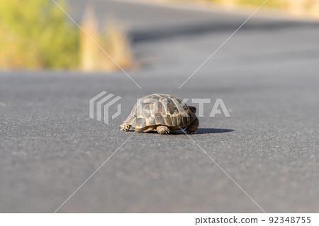 A turtle moves along an asphalt country road. A turtle moves along an asphalt country road. 92348755