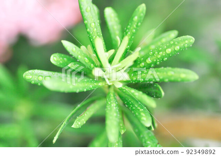 Podocarpus polystachyus ,Sea Teak or Jati Laut or Jati Bukit or Podo Laut or Setada or Sentada or Sintada or PODOCARPACEAE 92349892