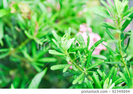 Podocarpus polystachyus ,Sea Teak or Jati Laut or Jati Bukit or Podo Laut or Setada or Sentada or Sintada or PODOCARPACEAE Podocarpus polystachyus ,Sea Teak or Jati Laut or Jati Bukit or Podo Laut or Setada or Sentada or Sintada or PODOCARPACEAE 92349894
