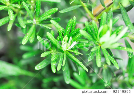 Podocarpus polystachyus ,Sea Teak or Jati Laut or Jati Bukit or Podo Laut or Setada or Sentada or Sintada or PODOCARPACEAE Podocarpus polystachyus ,Sea Teak or Jati Laut or Jati Bukit or Podo Laut or Setada or Sentada or Sintada or PODOCARPACEAE 92349895