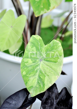 Colocasia esculenta, Lemon Lime Gecko or Colocasia. Colocasia esculenta, Lemon Lime Gecko or Colocasia. 92349974