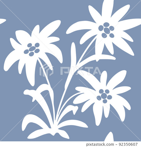seamless pattern with edelweiss flowers. Snow beauty. Vector illustration. Alpine star. swiss 92350607