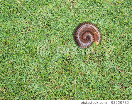 brown millipede coiled on green grass brown millipede coiled on green grass 92350783