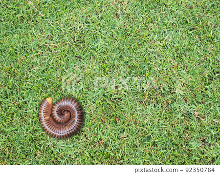 brown millipede coiled on green grass brown millipede coiled on green grass 92350784