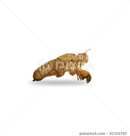 macro cicada molting on white background macro cicada molting on white background 92350785