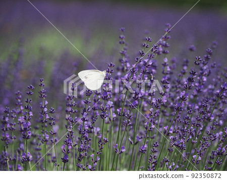 Tanbara Lavender Park: Okamurasaki and Cabbage White Butterflies Tanbara Lavender Park: Okamurasaki and Cabbage White Butterflies 92350872