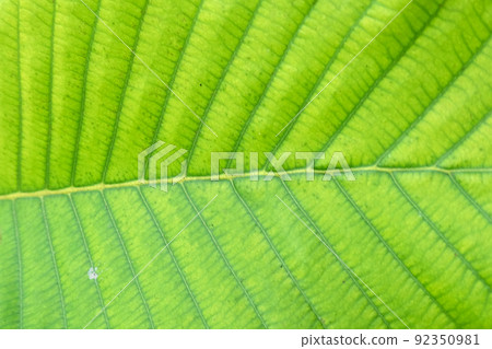 soft focus, green leaf background 92350981
