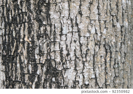 bark of tree texture , soft focus 92350982