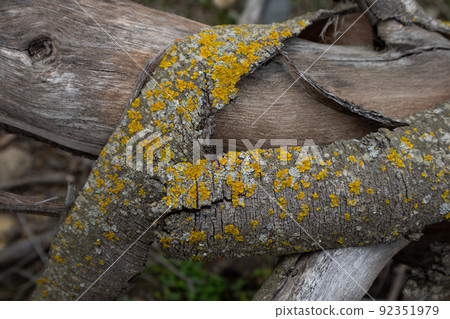Peeled off bark with a moss 92351979