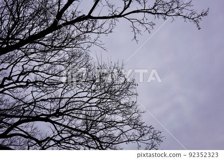 多雲的天空和樹枝 多雲的天空和樹枝 92352323
