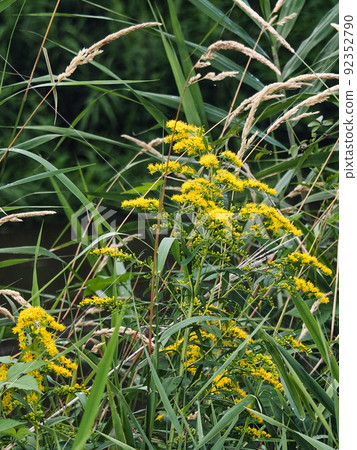 Photograph, landscape Early autumn grass, you can hear the voice of insects in the grasses and grasses 92352790