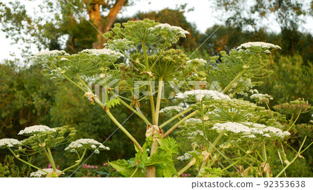 Invasive giant hogweed Heracleum mantegazzianum bloom flower blossom cartwheel-flower, western honey bee flying insects blooming saw achenes Caucasus Eurasia cow parsley hogsbane expansive 92353638