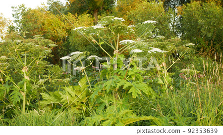 Invasive giant hogweed Heracleum mantegazzianum bloom flower blossom cartwheel-flower, western honey bee flying insects blooming saw achenes Caucasus Eurasia cow parsley hogsbane expansive 92353639