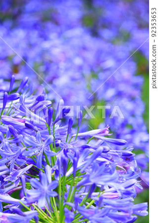 Agapanthus (blue) 92353653
