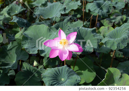 Beautiful blooming pink lotus flower with leaves, Waterlily pond Beautiful blooming pink lotus flower with leaves, Waterlily pond 92354256