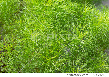 Dog fennel (Eupatorium capillifolium) in the garden 92354260