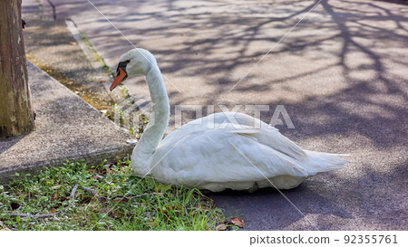 Swan 92355761