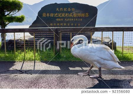Swan and Shibata pond 92356080